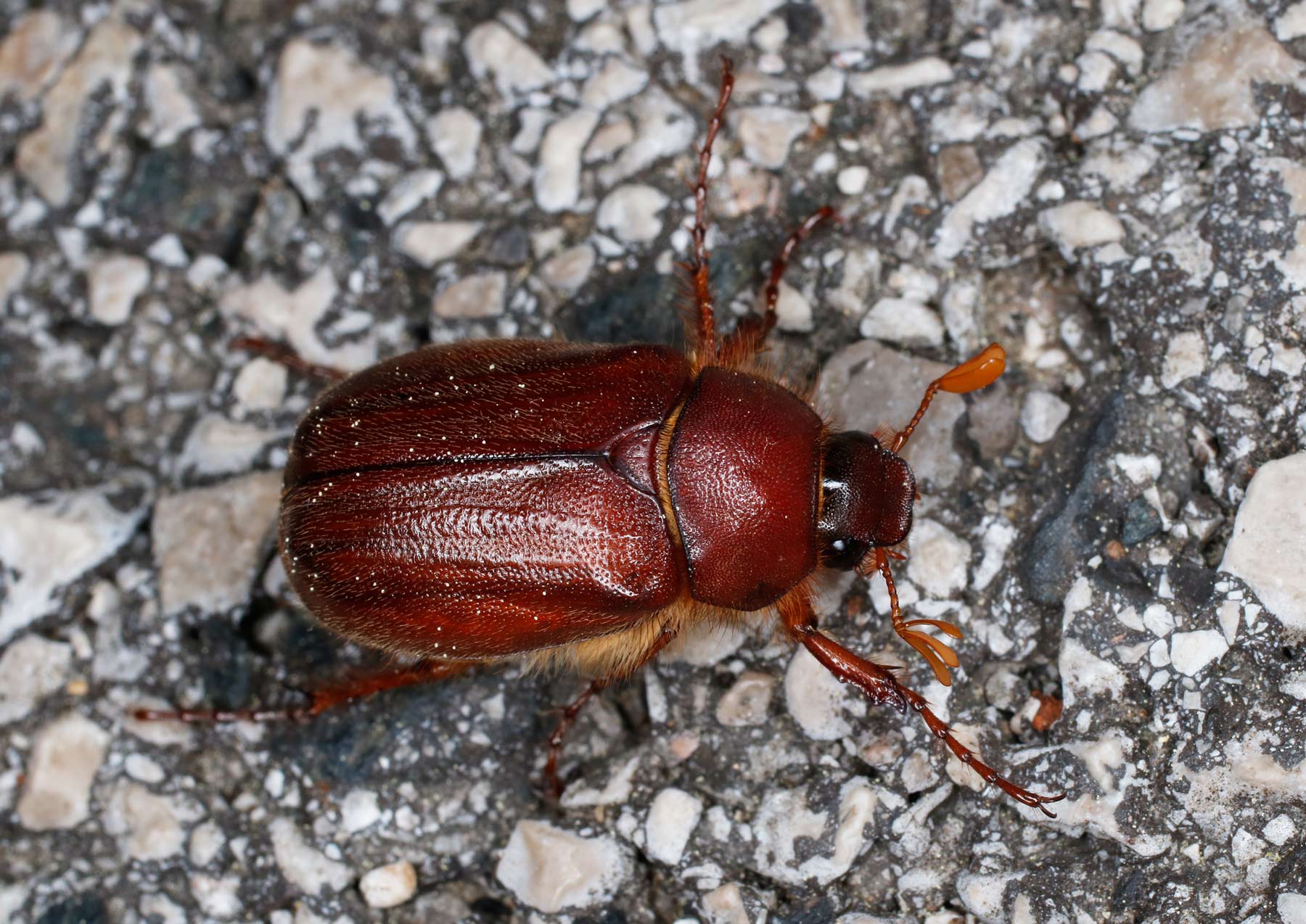 Melolonthidae: Rhizotrogus aestivus?  No, Holochelus fraxinicola